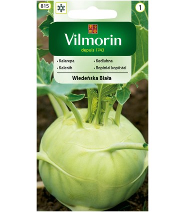 V - KALAREPA DI VIENNA BIANCO 2G (1)