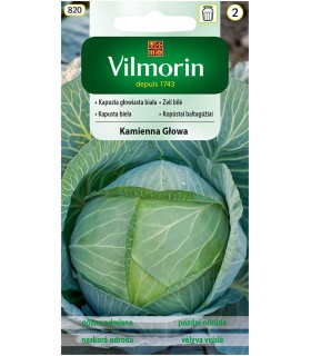 V - KAPUSTA KAMIENNA GŁOWA 2G (2)