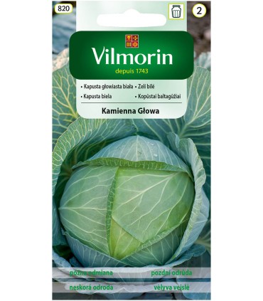 V - KAPUSTA KAMIENNA GŁOWA 2G (2)
