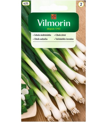 V - CEBULA SIEDMIOLATKA BAJKAL 2G (2)