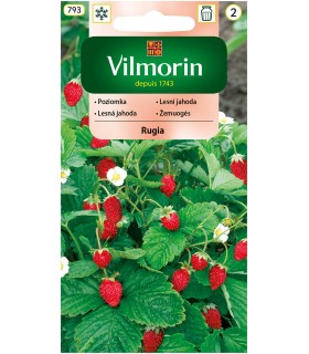 V - POZIOMKA RUGIA 0,2G (2)