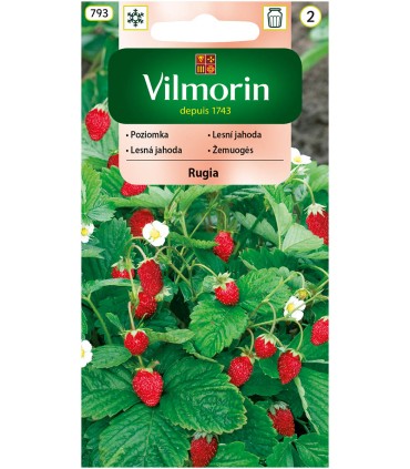 V - POZIOMKA RUGIA 0,2G (2)