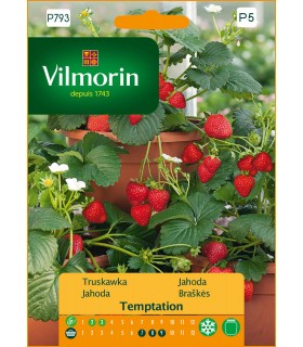 VP - TRUSKAWKA TEMPTATION 0,02G (P5)