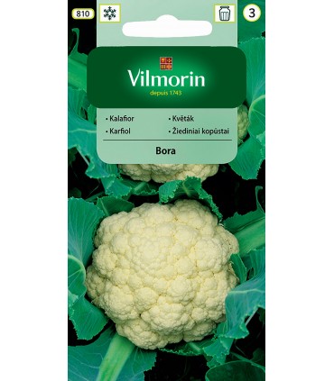 V - KALAFIOR BORA 1g (3)