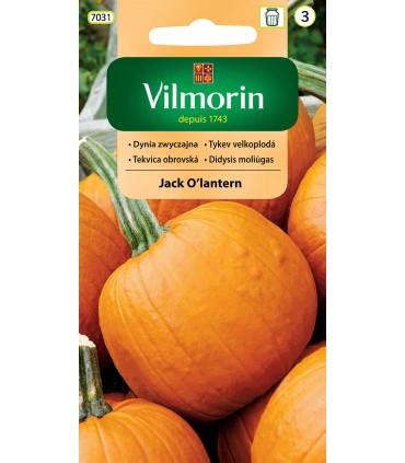 V - DYNIA JACK O'LANTERN 2g (3)