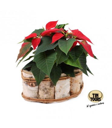 TT - DONICA PÓŁOKRĄGŁA Z BRZOZY 34x20x13h cm