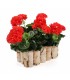 TT - BALKONÓWKA PROST. Z BRZOZY 34x20x12cm