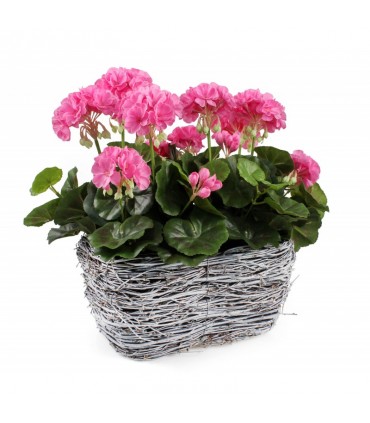 TT - BALKONÓWKA WRZOSÓWKA BIAŁA 30x18x15h cm