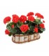 TT - OSŁONA OWALNA BRZOZA 45x26x12h