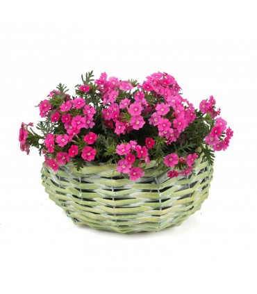 TT - OKRĄGŁY KOSZYK WIKLINOWY ZIELONY 22x22x11h