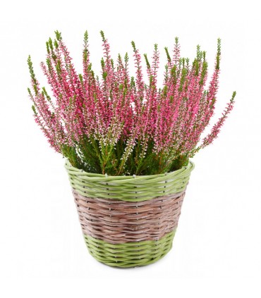 TT - KOSZYK OKRĄGŁY DO OBSADZANIA 20x17h