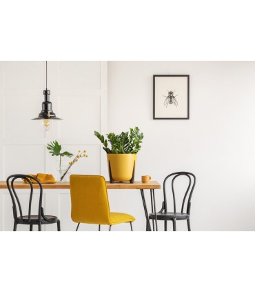 DONICA FRIDA 300 - MUSZTARDOWY