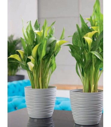 FP DONICA SAHARA PETIT Z PODST. 15 PLATYNA