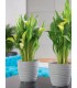 FP DONICA SAHARA PETIT Z PODST. 19 CAFFE LATTE