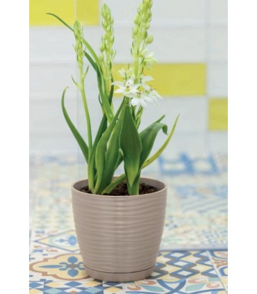 FP DONICA SAHARA PETIT Z PODST. 19 CAFFE LATTE