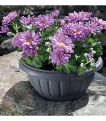 FP MISA VERONA 30 terrakota