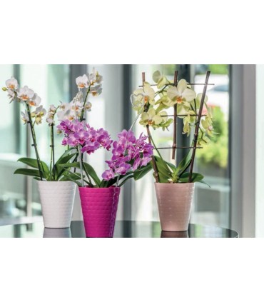 FP - OSŁONKA STORCZYK DIAMENT PETIT CZARNY