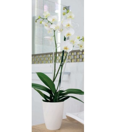 FP - OSŁONKA STORCZYK OKR. 13 BIAŁY