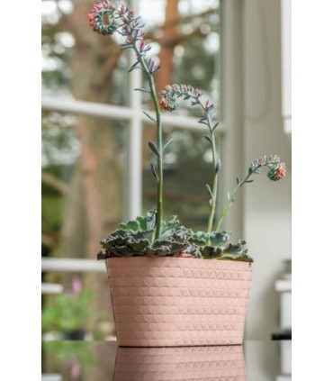 FP - SKRZYNKA DIAMENT PETIT 23 PLATYNA