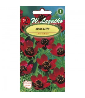 LW - CYKORIA KORZENIOWA POLANOWICKA 5g (5)