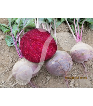 W BURAK BONA 10g okrągły /D3/