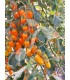 W POMIDOR ODAT F1 20n /D13/