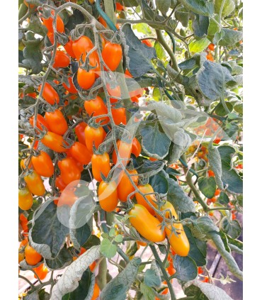 W POMIDOR ODAT F1 20n /D13/