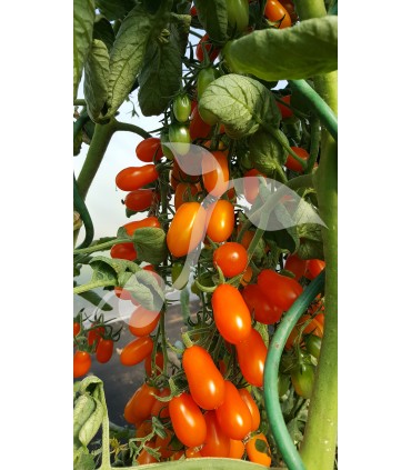 W POMIDOR ODAT F1 20n /D13/