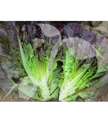 W SAŁATA RZYMSKA GALBA 1g /D2/