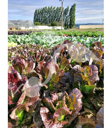 W SAŁATA RZYMSKA GALBA 1g /D2/