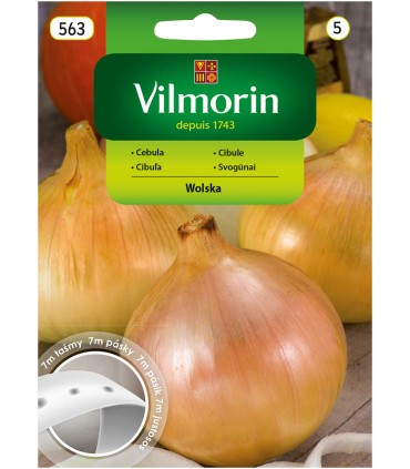 V - TAŚMA CEBULA WOLSKA 7M (5)
