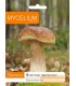 GRZYBNIA BOROWIK BRZOZOWY 10g
