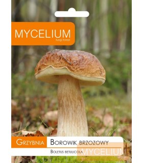 GRZYBNIA BOROWIK BRZOZOWY 10g
