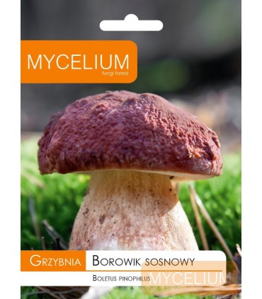 GRZYBNIA BOROWIK SOSNOWY 10g