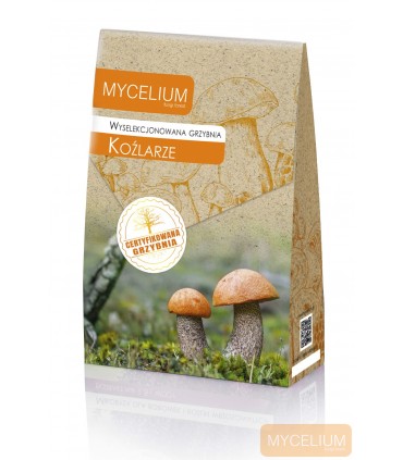 GRZYBNIA KOŹLARZE 120ml