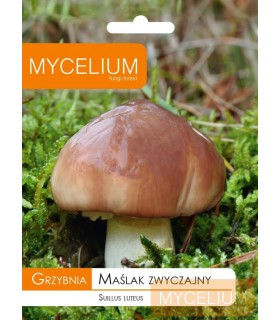 GRZYBNIA MAŚLAK ZWYCZAJNY 10g