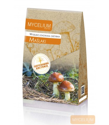 GRZYBNIA MAŚLAKI 120ml