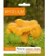 GRZYBNIA PIEPRZNIK JADALNY, KURKA 10g