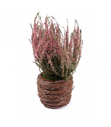 TT - OSŁONKA BRZOZA ŚR. 14cm TD063.14