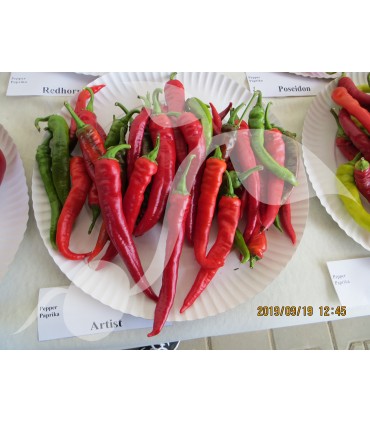 W PAPRYKA ARTIST 0,5g /D5/