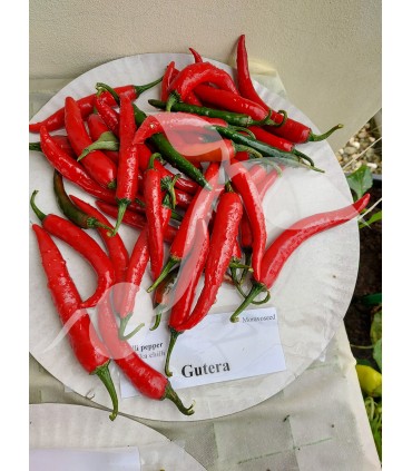 W PAPRYKA GUTERA typ chilli 0,5g /D5/