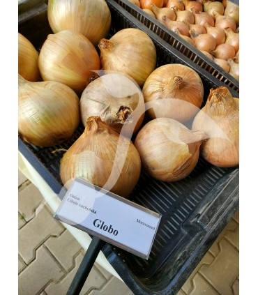W CEBULA GLOBO (CUKROWA) 2g /D10/