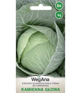 W KAPUSTA KAMIENNA GŁOWA 4g /D6/