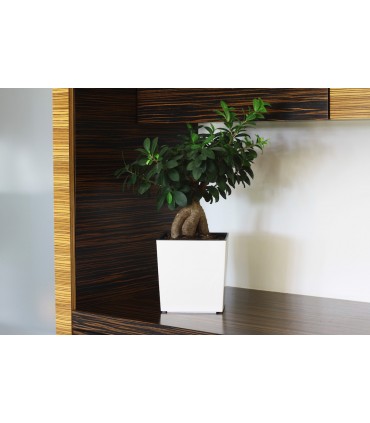 DONICZKA JUKA 250x250 - biały