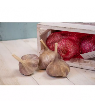 CZOSNEK ZIMOWY HARNAŚ 250g