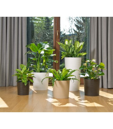 DONICZKA LILIA 300 DŁUTO - CZARNY