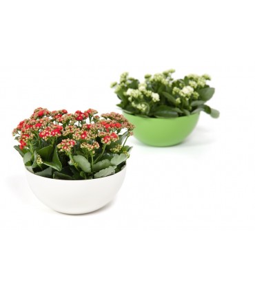 MISA RUKOLA 230 -  KREMOWY