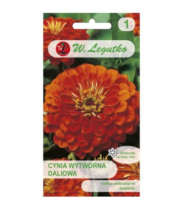 L - CYNIA DALIOWA POMARAŃCZ. ORANGE KING 1G /1/