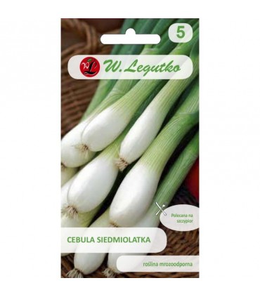 LW - CEBULA SIEDM. WINTER NEST 2g /3/