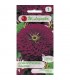 L - CYNIA DALIOWA FIOLETOWA VIOLET QUEEN 1g /1/